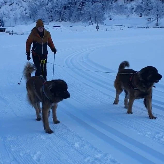 Langlaufen mit Hund in den Gasteiner Bergen