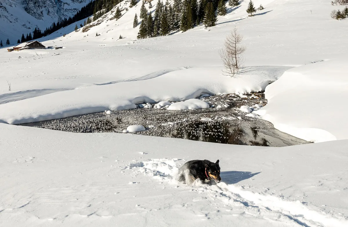 Hund im tiefen Schnee in Sportgastein bei Bad Gastein im Winterurlaub